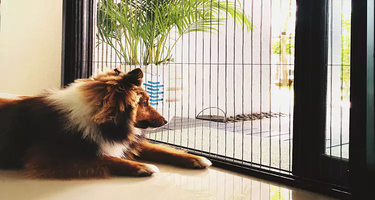 Sliding Screen Pet Door Repair in Santa Clara, CA