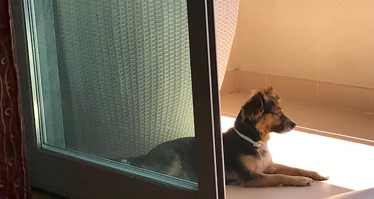 French Door Pet Screen Repair in Santa Clara, CA